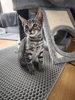 Bengal-Mix Kitten