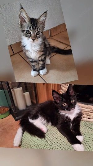 Maine Coon Kitten Kater Katze