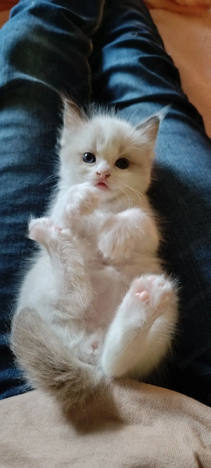 Ragdoll Kitten 