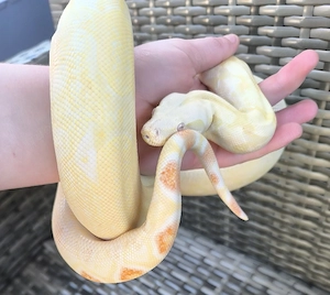 Albino Boa 0.1 , von MS Reptilien
