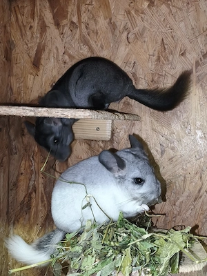 Chinchilla Jungtiere 