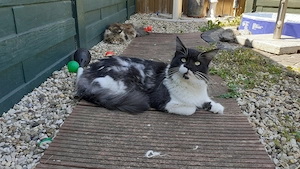 Maine Coon Kater Bild 2