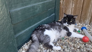 Maine Coon Kater Bild 3