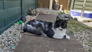 Maine Coon Kater Bild 4
