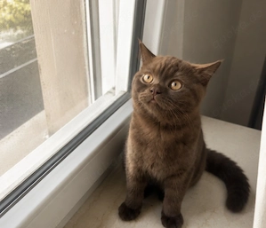 Bkh Chocolate kitten