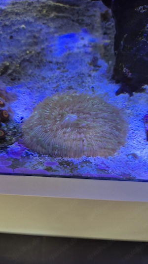 Meerwasser Aquarium Korallen LPS Fungia Rainbow