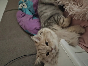 Britischlanghaar Kater