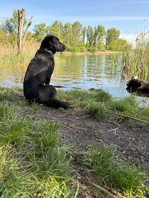 Labrador Mischling