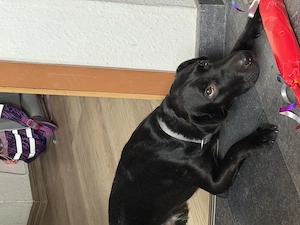 Labrador Mischling