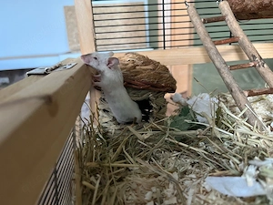 Dringend Zuhause gesucht 6 weibliche Farbmäuse 