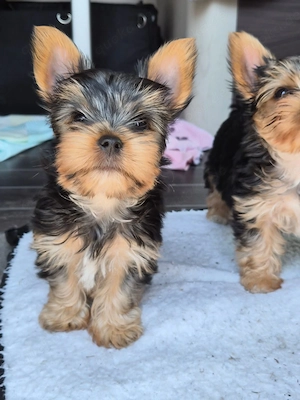 Wir verkaufen hier 2 zuckersüße Biewer Yorkshire Terrier Welpen  Bild 2