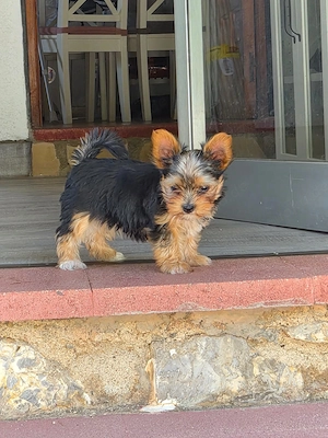 Wir verkaufen hier 2 zuckersüße Biewer Yorkshire Terrier Welpen  Bild 5