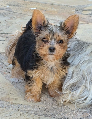 Wir verkaufen hier 2 zuckersüße Biewer Yorkshire Terrier Welpen  Bild 4