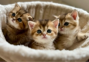 Bkh Kitten mit grünen Augen
