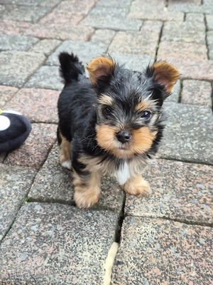 Wir verkaufen hier 2 zuckersüße Biewer Yorkshire Terrier Welpen  Bild 6