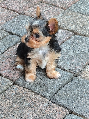 Wir verkaufen hier 2 zuckersüße Biewer Yorkshire Terrier Welpen  Bild 3