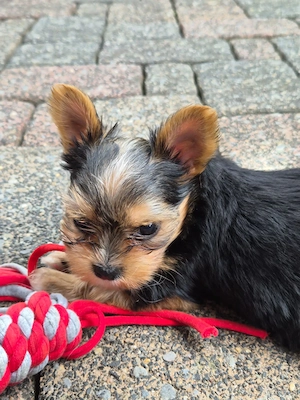 Wir verkaufen hier 2 zuckersüße Biewer Yorkshire Terrier Welpen  Bild 8