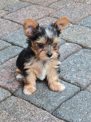 Wir verkaufen hier 2 zuckersüße Biewer Yorkshire Terrier Welpen  Bild 7