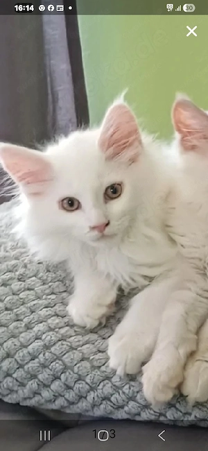 Maine Coon Baby