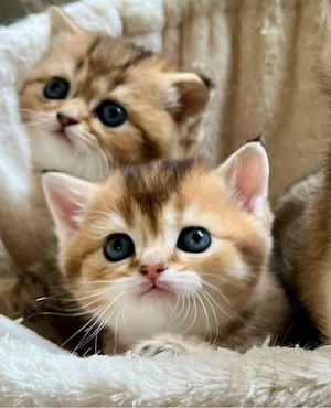 Bkh Kitten mit grünen Augen