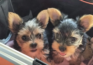 Wir verkaufen hier 2 zuckersüße Biewer Yorkshire Terrier Welpen  Bild 9