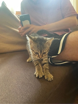 baby katze die letzte bengal mix kitten 