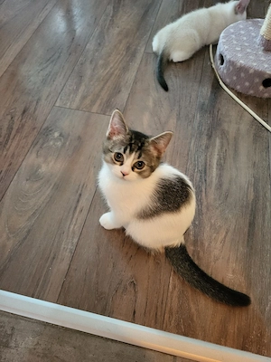 Lilli eine BKH katze ist auszug bereit 