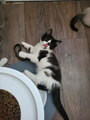Wölkchen ein BKH kater ist auszug bereit 