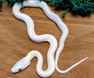 Kornnatter verschiedene Farbvarianten  Bild 10