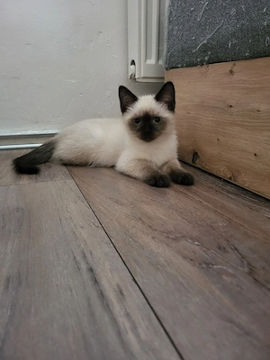 Luki ein BKH kater ist auszug bereit 