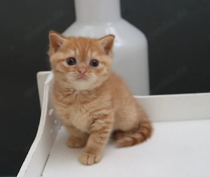 BKH Kitten 