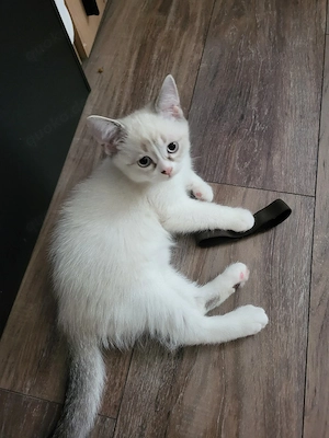 Fredy BKH kater ist auszug bereit :) 