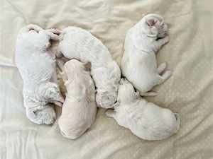 Maltipoo-Welpen aus liebevollem Familienwurf   4 Hündinnen und 1 Rüde