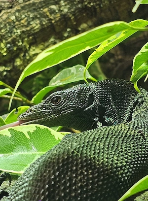 1.0 varanus beccarii 2024