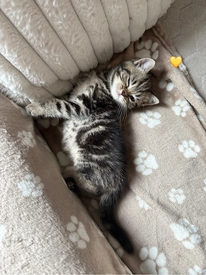 Wunderschöne BKH-Kitten suchen ab dem 20.08. ein liebevolles Zuhause