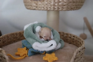 Pomeranian welpen 5 stück 