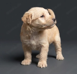 Lakeland Terrier Welpen