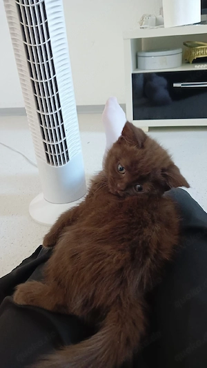 Babykatzen 