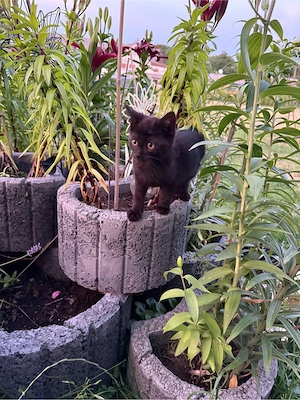 Katzenbabys