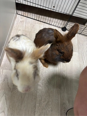 Löwenköpfchen Kaninchen