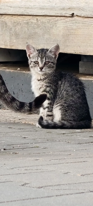katze zu verkaufen 