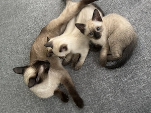 Siam, Siamkitten ,Siam Katzen ,Reinrassige Siamkitten