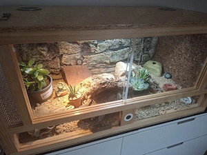 Terrarium mit 2 weiblichen Geckos