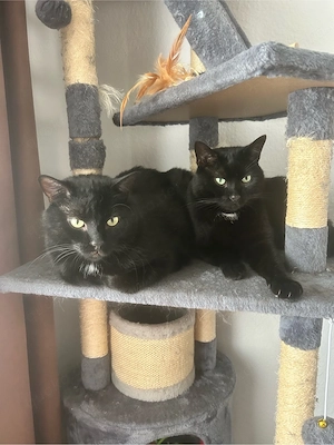 2 Kater suchen ein neues Zuhause