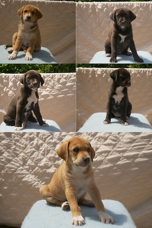 5 süße Labrador-Mischlings Welpen. 