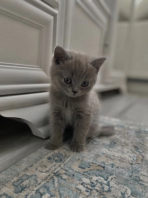 Britisch Kurzhaar Katze sucht ein liebevolles Zuhause   