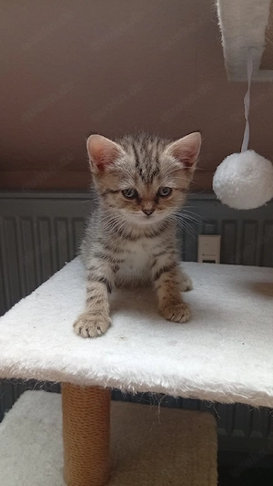 bkh maine coon Mix kitten