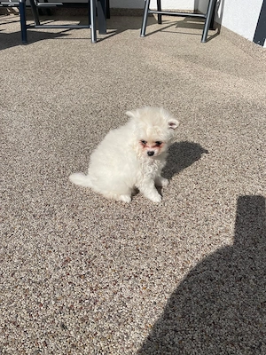  Traumhafter Zwergspitz (Pomeranian) Rüde   6 Monate jung, liebevoll aufgezogen & bereit