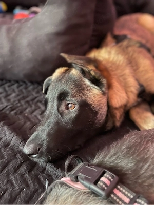 Dringend sucht meine malinois mix hündin ein neues zuhause