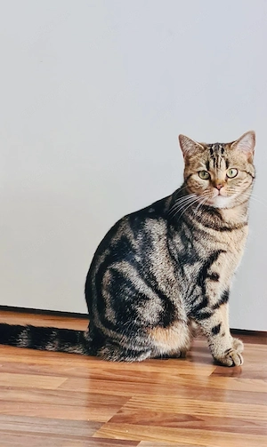 Wunderschöne reinrassige BKH Katze mit Stammbaum!